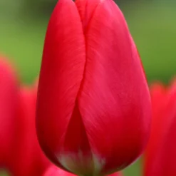Tulip 'Cherry Delight'