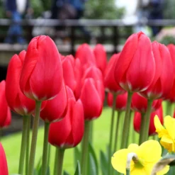 Tulip 'Cherry Delight' -UK Garden Plants Shop tulip cherry delight 7