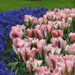 Tulip 'China Town' -UK Garden Plants Shop tulip china town 1 8b43d114 31b6 44f6 9614 cd1b9b3dd4eb