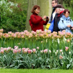 Tulip 'China Town' -UK Garden Plants Shop tulip china town 3 b2fa9c66 ee19 4102 9f38 50964072caa4