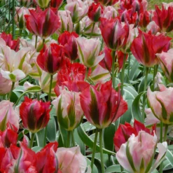Tulip 'China Town' -UK Garden Plants Shop tulip china town 5
