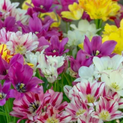 Tulip Collection 'Club Mix' -UK Garden Plants Shop tulip club mix 2