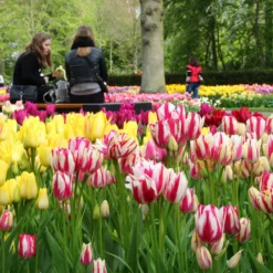 Tulip Collection 'Club Mix' -UK Garden Plants Shop tulip club mix 3