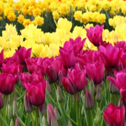 Tulip Collection 'Club Mix' -UK Garden Plants Shop tulip club mix 4