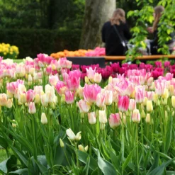 Tulip Collection 'Club Mix' -UK Garden Plants Shop tulip club mix 5