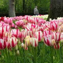 Tulip Collection 'Club Mix' -UK Garden Plants Shop tulip club mix 6