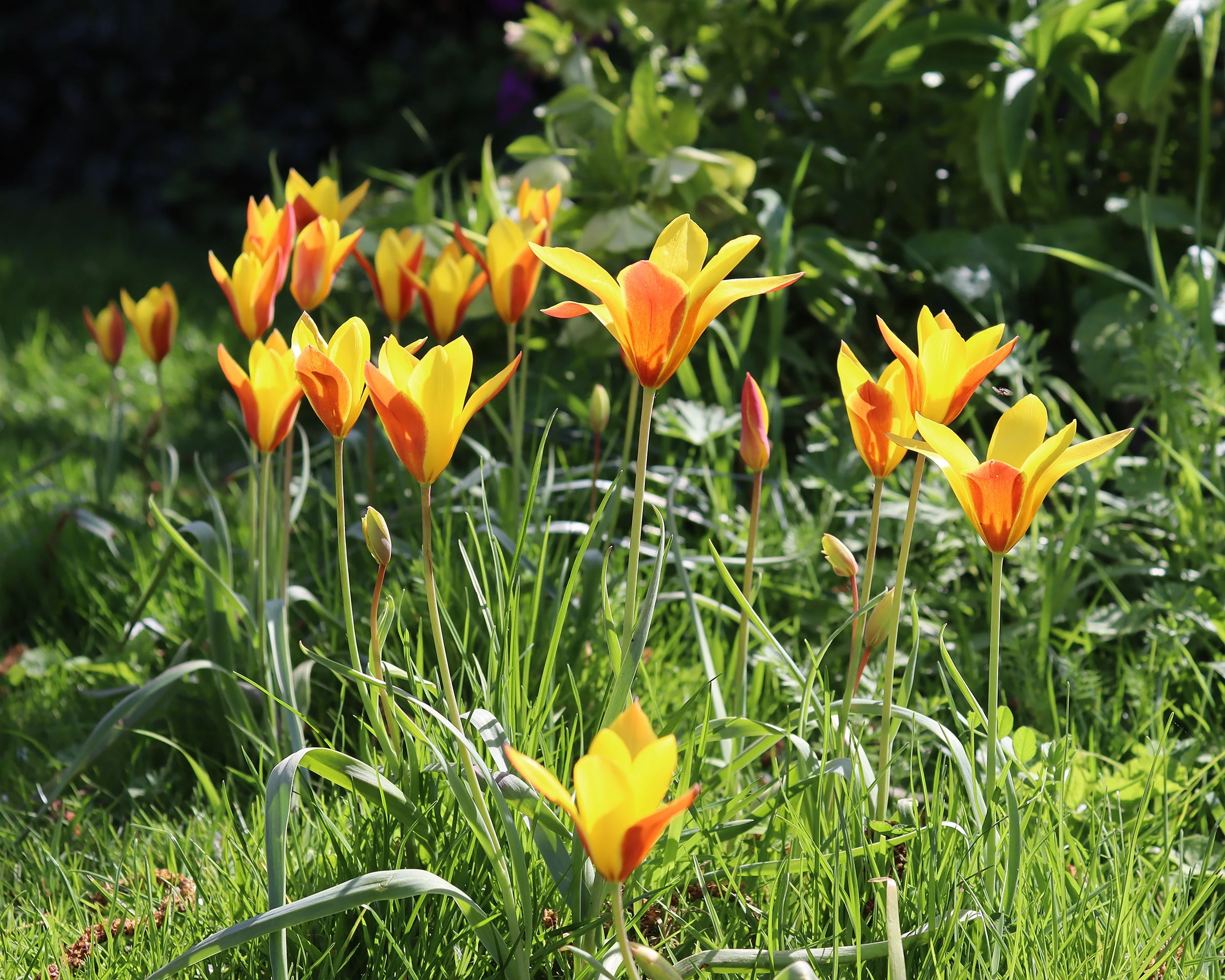 Tulip Clusiana Var. Chrysantha 4 Tulip Clusiana Var. Chrysantha - Image 2