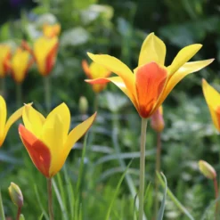 Tulip Clusiana Var. Chrysantha 9 Tulip Clusiana Var. Chrysantha -UK Garden Plants Shop tulip clusiana chrysantha 00