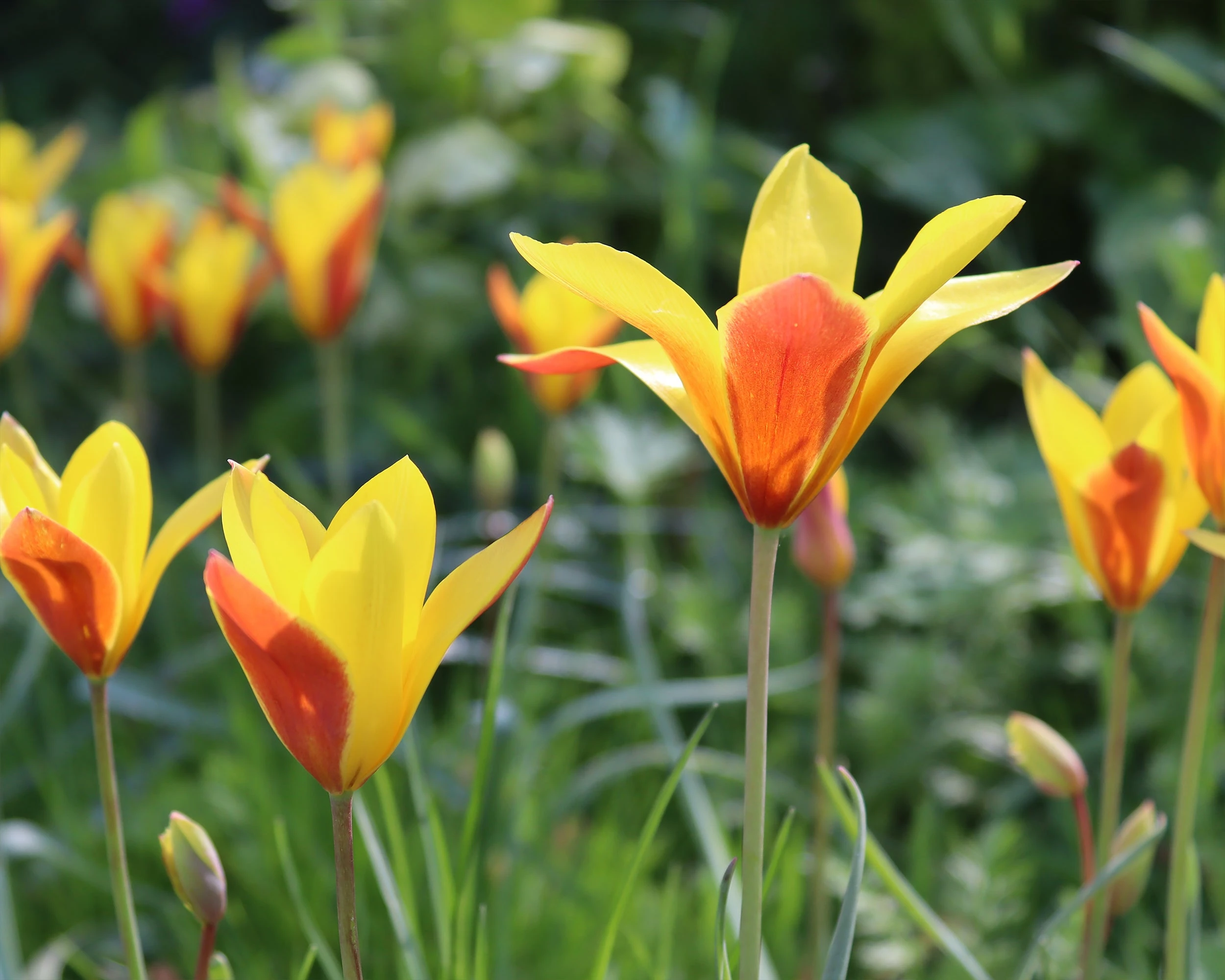 Tulip Clusiana Var. Chrysantha 5 Tulip Clusiana Var. Chrysantha - Image 3