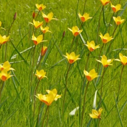 Tulip Clusiana Var. Chrysantha 10 Tulip Clusiana Var. Chrysantha -UK Garden Plants Shop tulip clusiana chrysantha 2 scaled