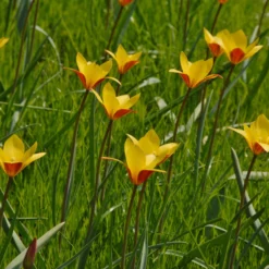 Tulip Clusiana Var. Chrysantha 11 Tulip Clusiana Var. Chrysantha -UK Garden Plants Shop tulip clusiana chrysantha 3 scaled