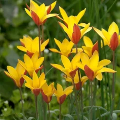 Tulip Clusiana Var. Chrysantha