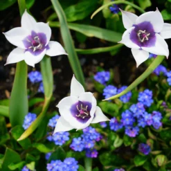 Tulip 'Coerulea Oculata Alba' -UK Garden Plants Shop tulip coerulea oculata alba 1 scaled