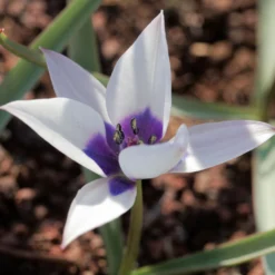 Tulip 'Coerulea Oculata Alba' -UK Garden Plants Shop tulip coerulea oculata alba 2 scaled