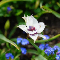 Tulip 'Coerulea Oculata Alba' -UK Garden Plants Shop tulip coerulea oculata alba 3 scaled