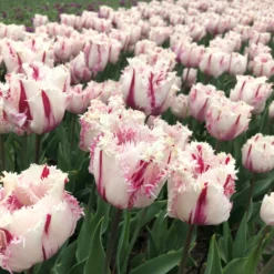 Tulip 'Coldplay' -UK Garden Plants Shop tulip coldplay 00 scaled