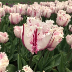 Tulip 'Coldplay' -UK Garden Plants Shop tulip coldplay 01 scaled