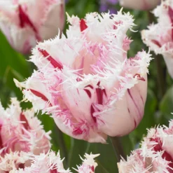 Tulip 'Coldplay' -UK Garden Plants Shop tulip coldplay 1