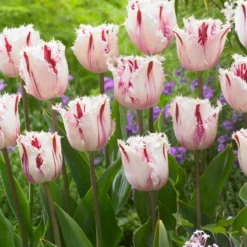 Tulip 'Coldplay' -UK Garden Plants Shop tulip coldplay 4