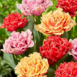 Tulip Collection 'Down Under' 9 Tulip Collection 'Down Under' -UK Garden Plants Shop tulip collection down under 0 scaled