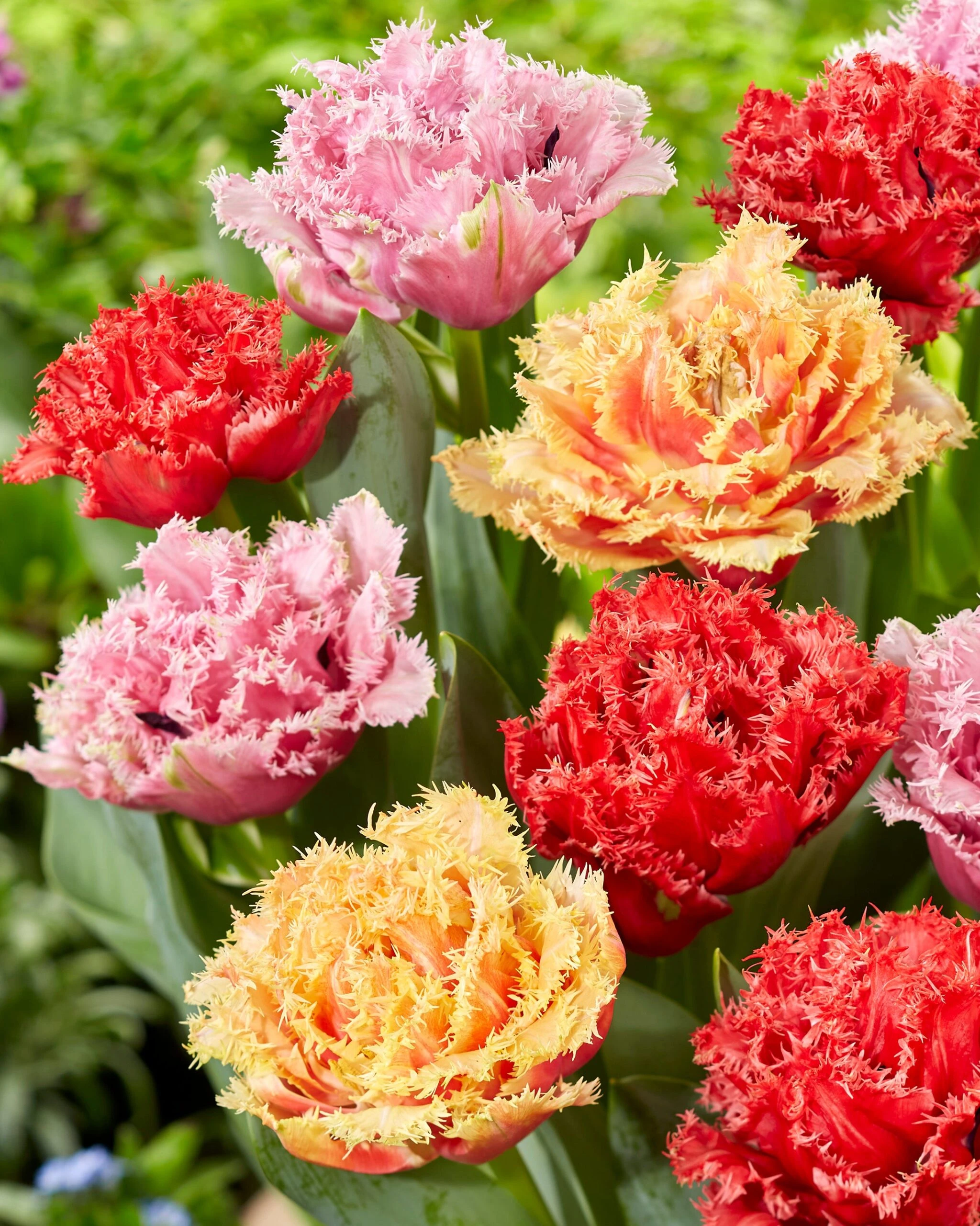 Tulip Collection 'Down Under' 4 Tulip Collection 'Down Under' - Image 2