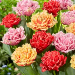 Tulip Collection 'Down Under' 11 Tulip Collection 'Down Under' -UK Garden Plants Shop tulip collection down under 2 scaled