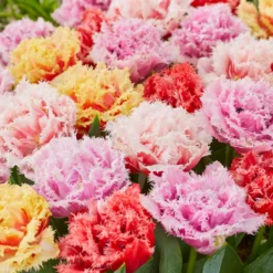 Tulip Collection 'Down Under' 10 Tulip Collection 'Down Under' -UK Garden Plants Shop tulip collection down under 3 scaled