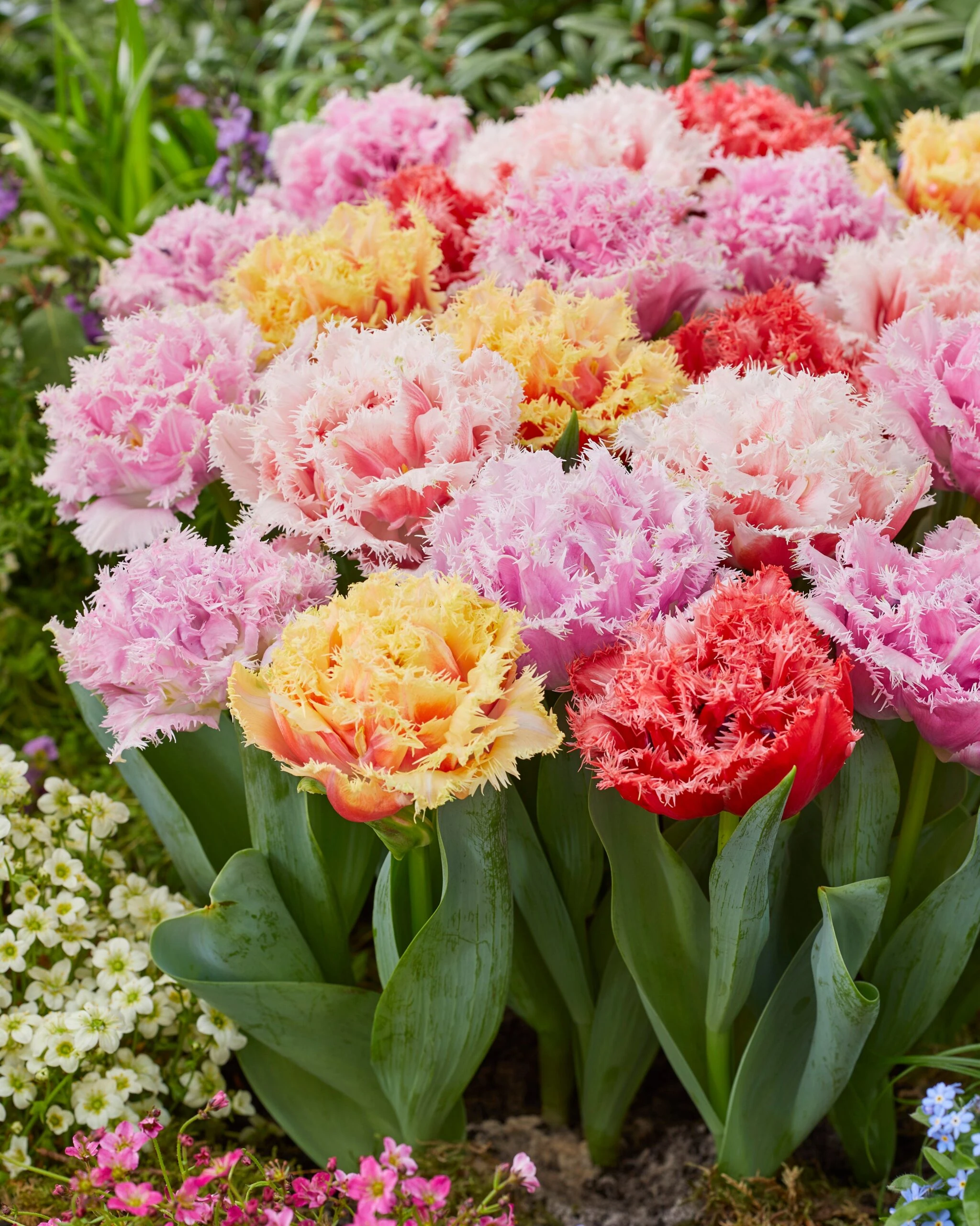 Tulip Collection 'Down Under' 8 Tulip Collection 'Down Under' - Image 6