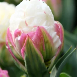 Tulip Collection 'Sorbetto' -UK Garden Plants Shop tulip collection gelato 3 b6151bec 6cb0 4372 b420 d2fd3a575fca