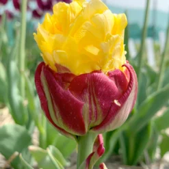 Tulip Collection 'Sorbetto' -UK Garden Plants Shop tulip collection gelato 4 9fa580a3 66ac 453a 96e4 767117b35561
