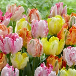 Tulip Collection 'Pastel Parrots' -UK Garden Plants Shop tulip collection pastel parrots 1 scaled