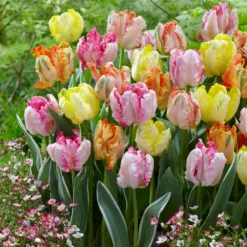 Tulip Collection 'Pastel Parrots' -UK Garden Plants Shop tulip collection pastel parrots 2 scaled