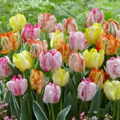 Tulip Collection 'Pastel Parrots' -UK Garden Plants Shop tulip collection pastel parrots 3 scaled