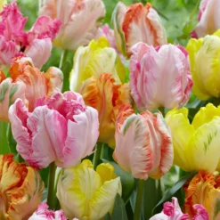 Tulip Collection 'Pastel Parrots' -UK Garden Plants Shop tulip collection pastel parrots 4 scaled