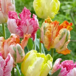 Tulip Collection 'Pastel Parrots'