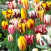 Tulip Collection 'Rembrandt's Strokes' -UK Garden Plants Shop tulip collection rembrandt strokes 0