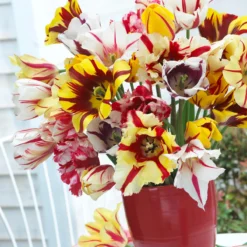 Tulip Collection 'Rembrandt's Strokes' -UK Garden Plants Shop tulip collection rembrandt strokes 1