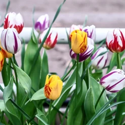 Tulip Collection 'Rembrandt's Strokes' -UK Garden Plants Shop tulip collection rembrandt strokes 3