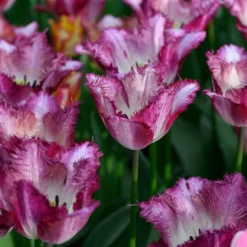 Tulip 'Colour Fusion' -UK Garden Plants Shop tulip colour fusion 1 scaled