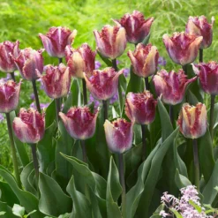 Tulip 'Colour Fusion' -UK Garden Plants Shop tulip colour fusion 10