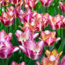 Tulip 'Colour Fusion' -UK Garden Plants Shop tulip colour fusion 11