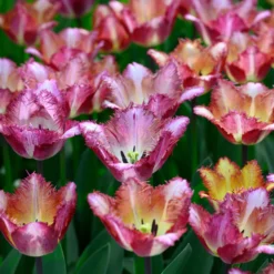 Tulip 'Colour Fusion' -UK Garden Plants Shop tulip colour fusion 2 scaled