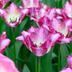 Tulip 'Colour Fusion' -UK Garden Plants Shop tulip colour fusion 4 scaled