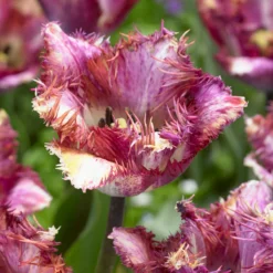 Tulip 'Colour Fusion' -UK Garden Plants Shop tulip colour fusion 7