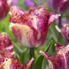 Tulip 'Colour Fusion' -UK Garden Plants Shop tulip colour fusion 8