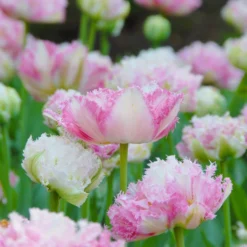 Tulip 'Cool Crystal' -UK Garden Plants Shop tulip cool crystal 2