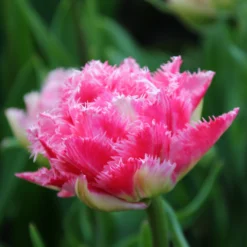 Tulip 'Cool Crystal' -UK Garden Plants Shop tulip cool crystal 4
