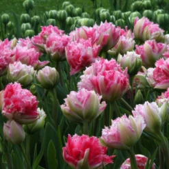 Tulip 'Cool Crystal' -UK Garden Plants Shop tulip cool crystal 7