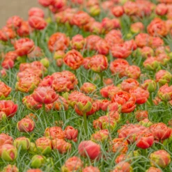 Tulip 'Copper Image' -UK Garden Plants Shop tulip copper image 4