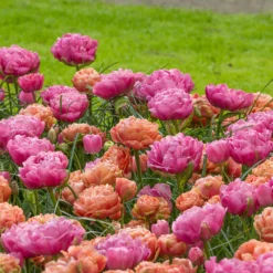 Tulip 'Copper Image' -UK Garden Plants Shop tulip copper image 5